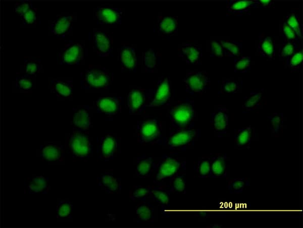 CREB5 Antibody (clone 8A5)