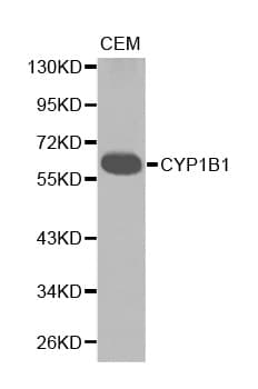 CYP1B1 Antibody