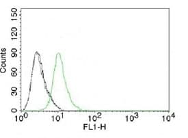 CDKN1B / p27 Kip1 Antibody (clone KIP27-1, Ready-to-Use)