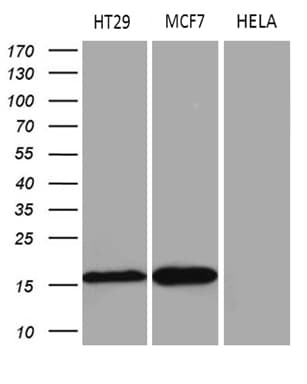 Monoclonal Mouse anti-Human AGR2 Antibody (clone OTI5D8, aa21-175, IHC, WB)