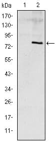 Monoclonal Mouse anti-Human APOE / Apolipoprotein E Antibody (clone 1H4, IHC, WB)
