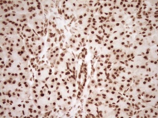 NUDT21 Antibody (aa2-227, clone OTI5B3)