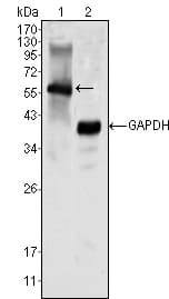 MATK Antibody (clone 9D7)