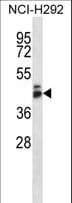 Polyclonal Rabbit anti-Human GPR27 Antibody (aa193-221, WB)