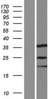 SPIN3 Protein (Over-Expression Lysate Myc-DDK (Flag))