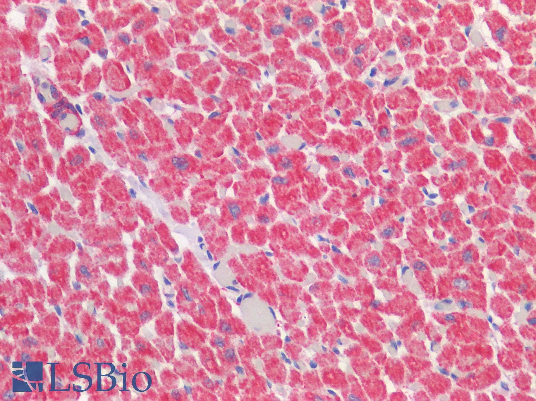 IHC-plus™ VDAC2 Antibody (C-terminal domain of human)