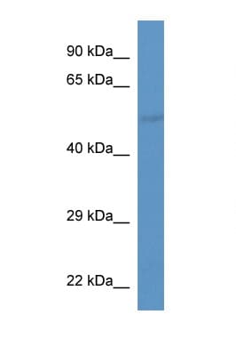 SLC37A2 Antibody (aa300-349)