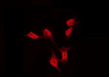 FAM35A Antibody