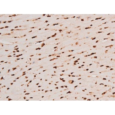 REL / C-Rel Antibody (phospho-Ser503)