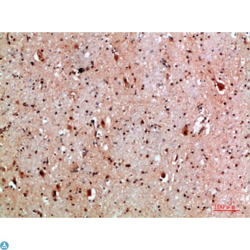 NLRX1 Antibody