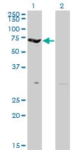 EPB42 Antibody (clone 2G12)
