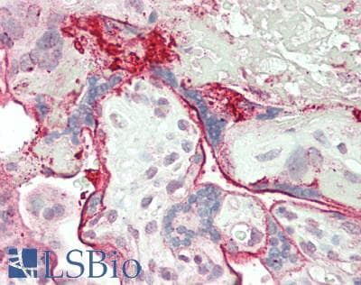 IHC-plus™ PTP4A3 Antibody