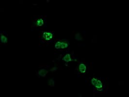 ZSCAN18 / ZNF447 Antibody (clone OTI2D3)