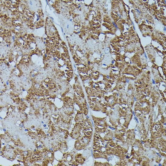 FKBP1B / FKBP12.6 Antibody