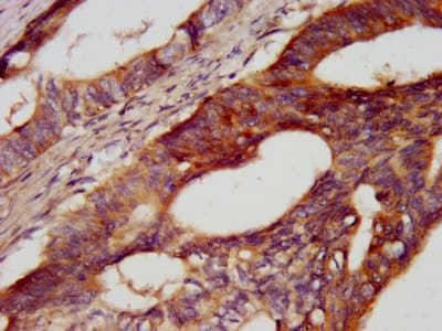 CDH7 / Cadherin 7 Antibody