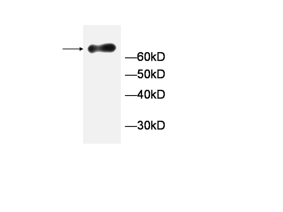 GTF2A1L / ALF Antibody