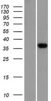 BSSP-4 / PRSS22 Protein (Over-Expression Lysate Myc-DDK (Flag))
