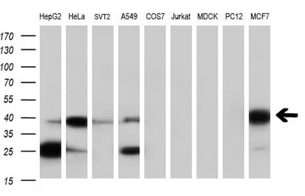 SERPINB6 / PI-6 Antibody (clone OTI1C5, Carrier-free)