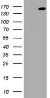 PCDH7 Antibody (clone OTI3B7)