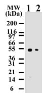 CASP8 / Caspase 8 Antibody (aa217-222, clone 90A992)