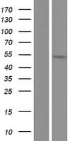 PPHLN1 Protein (Over-Expression Lysate Myc-DDK (Flag))