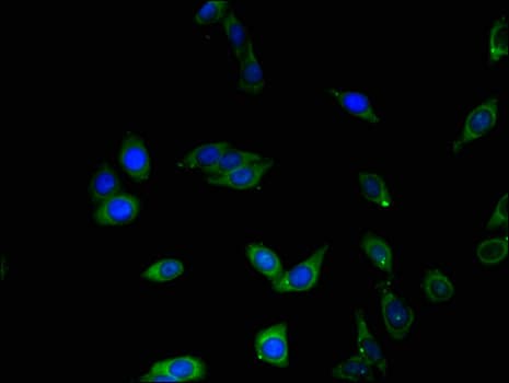 Polyclonal Rabbit anti-Human BHLHB2 / DEC1 Antibody (IHC, IF)