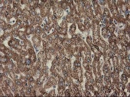 CLPP Antibody (clone OTI1G9)