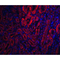 XIAP Antibody
