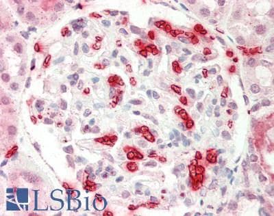 EIF6 Antibody (N-Terminus, Biotin)