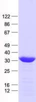 Human NADK2 / C5orf33 Protein (Recombinant His, N-Terminal)