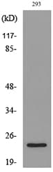 Polyclonal Rabbit anti-Human IL24 Antibody (WB)