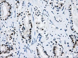 HNRNPF / hnRNP F Antibody (clone OTI5F5)