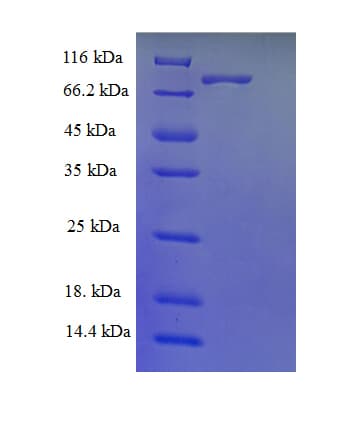 Human FAM175B / KIAA0157 Protein (Recombinant GST)