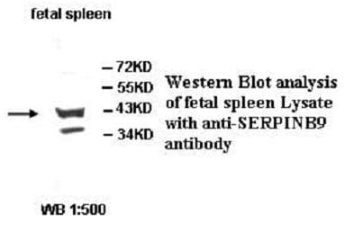 AGRP Antibody