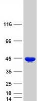 Human ALDOC / Aldolase C Protein (Recombinant Myc-DDK (Flag))