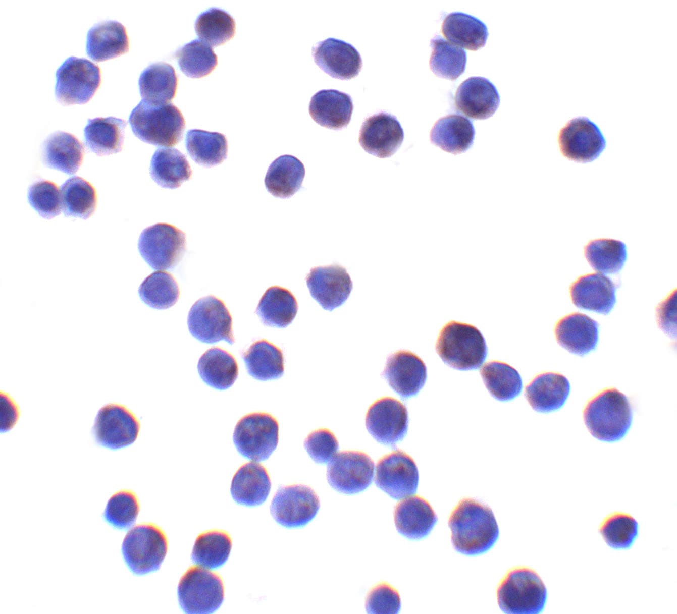 IHC-plus™ UBAP2L Antibody