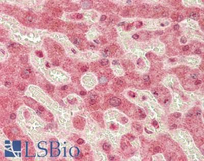 KMO Antibody (aa135-184)