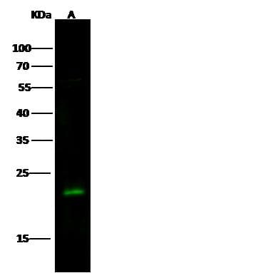 RAB7A / RAB7 Antibody (Preservative Free)
