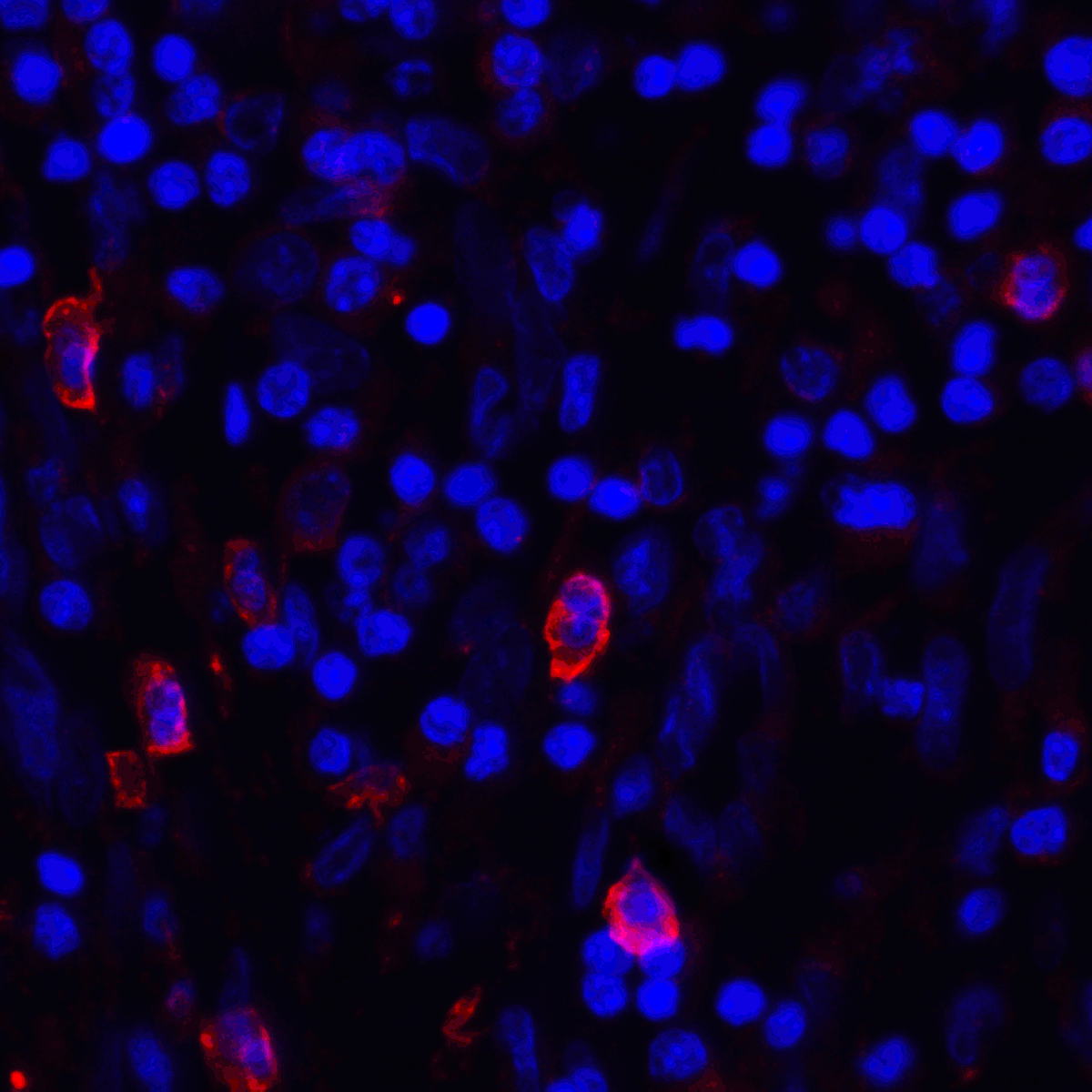Monoclonal Mouse anti-Human CD80 Antibody (clone 11C12, IHC, IF, WB)