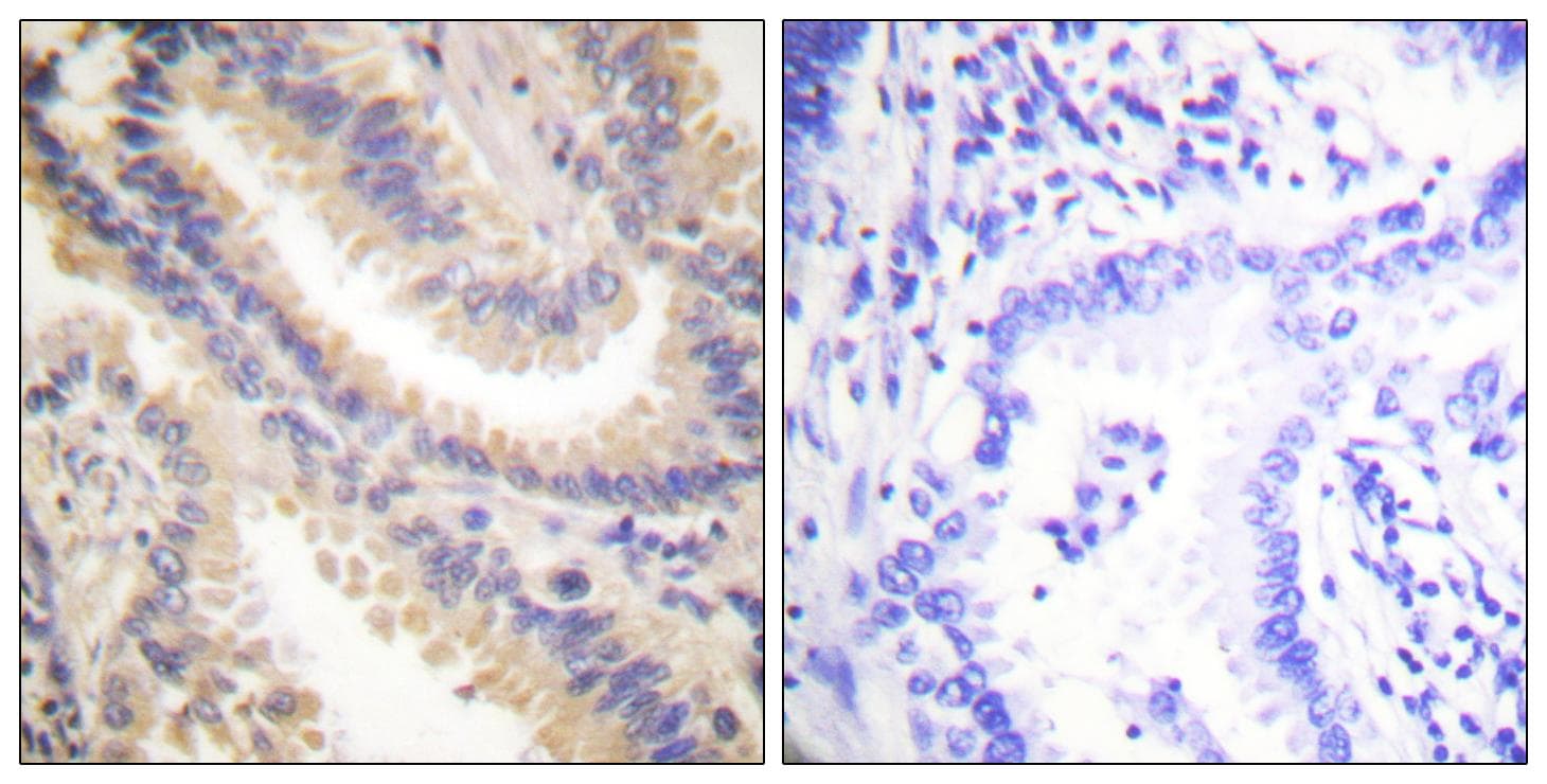 TIMP4 Antibody