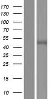MARVELD3 Protein (Over-Expression Lysate Myc-DDK (Flag))