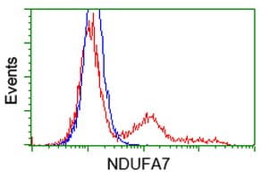 NDUFA7 Antibody (clone OTI2E3)