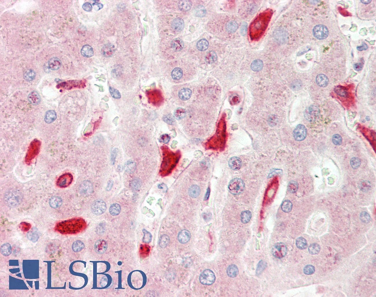 CD163 Antibody (clone 3B4, Carrier-free)