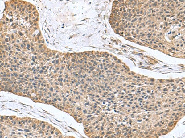 NFS1 Antibody