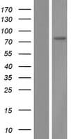 Human TMEM62 Protein (Over-Expression Lysate Myc-DDK (Flag))