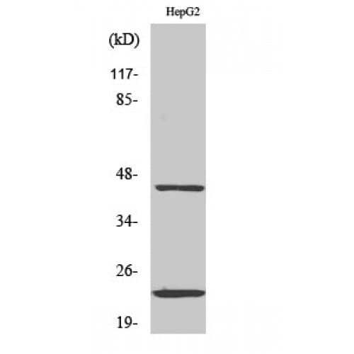 Polyclonal Rabbit anti-Human CD83 Antibody (70-150 aa, Internal, IHC, WB)