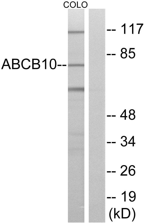 ABCB10 Antibody