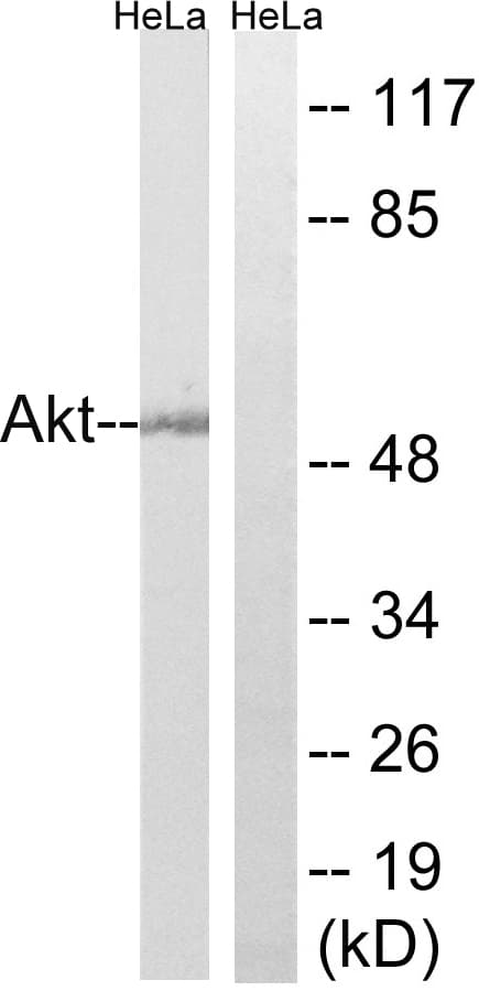 AKT1 + AKT2 + AKT3 Antibody (aa431-480)
