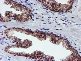 PSMD2 Antibody (clone OTI1G6)