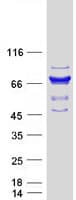 Human SAMHD1 Protein (Recombinant Myc-DDK (Flag))